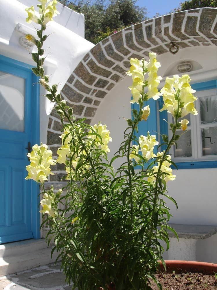 Hotel Philippi Mykonos Town エクステリア 写真